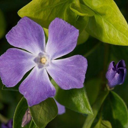 Vinca minor 'Compacta'